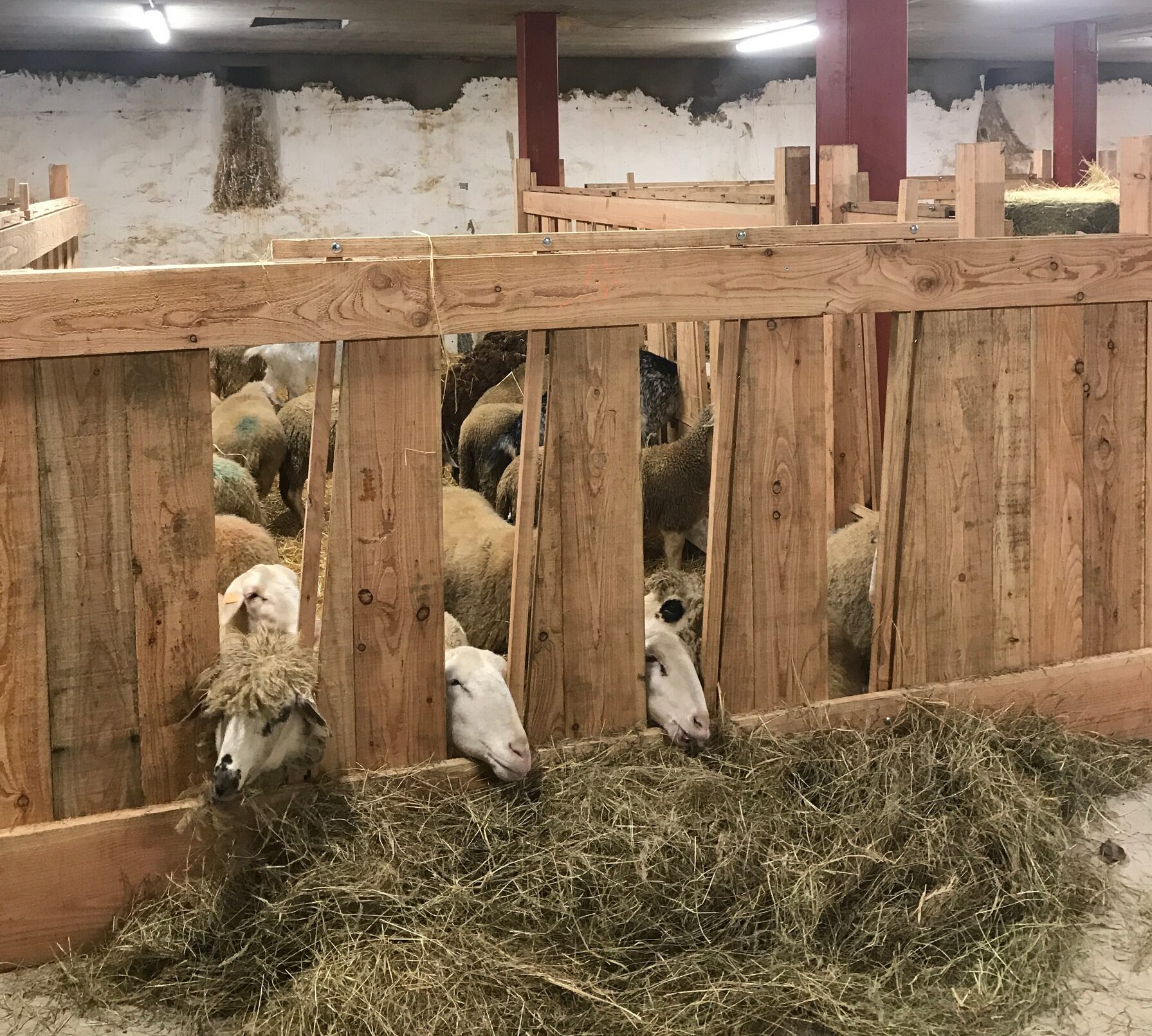 ferme_de_lesperance_02